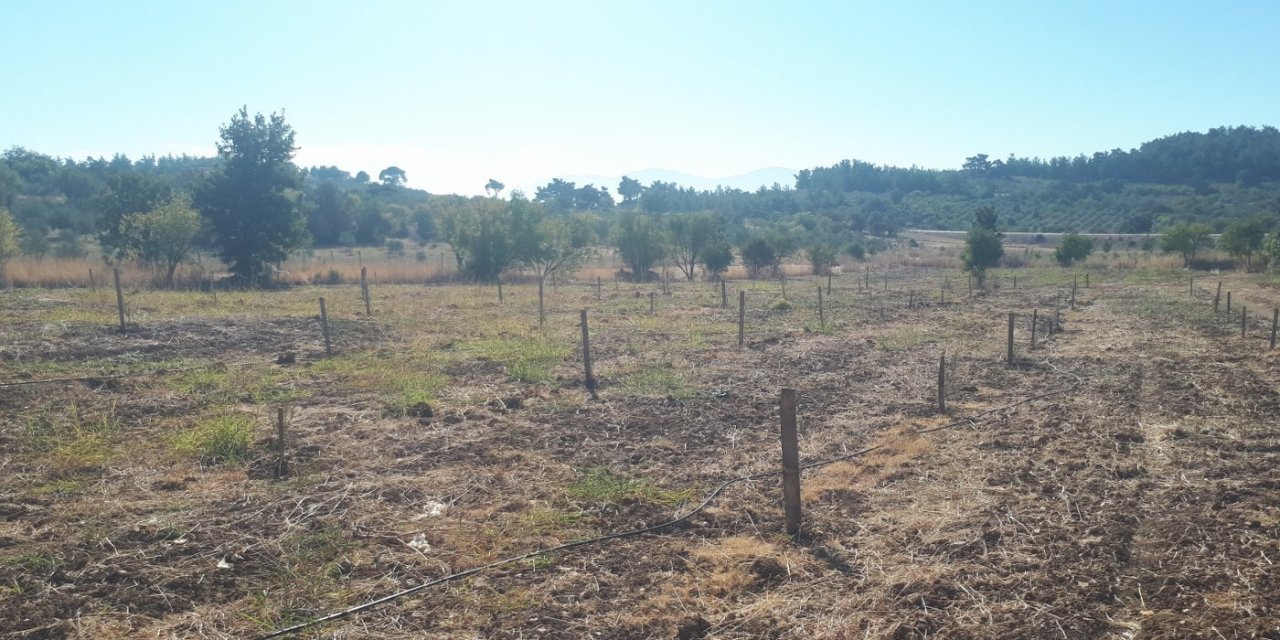 Üreticiye hibe edilen fidanların takibi yapılıyor