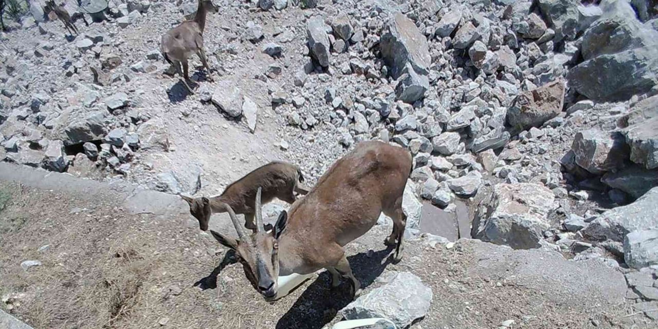 Dağ keçileri sürekli izleniyor