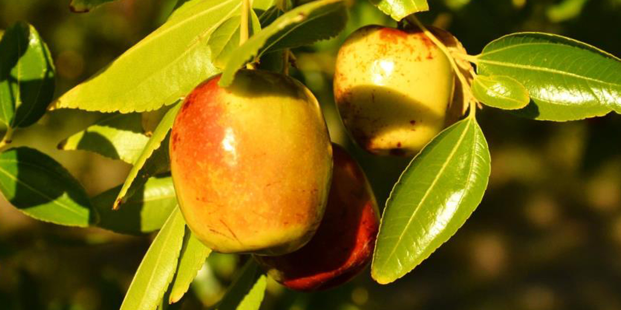 ‘Ölümsüzlük meyvesi’ hünnap yüz güldürüyor