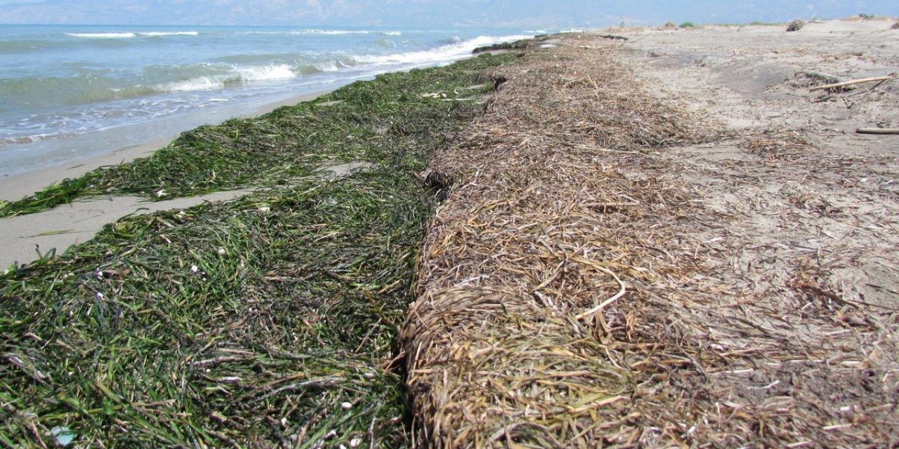 EKODOSD’tan, denizin ormanlarını koruma çağrısı