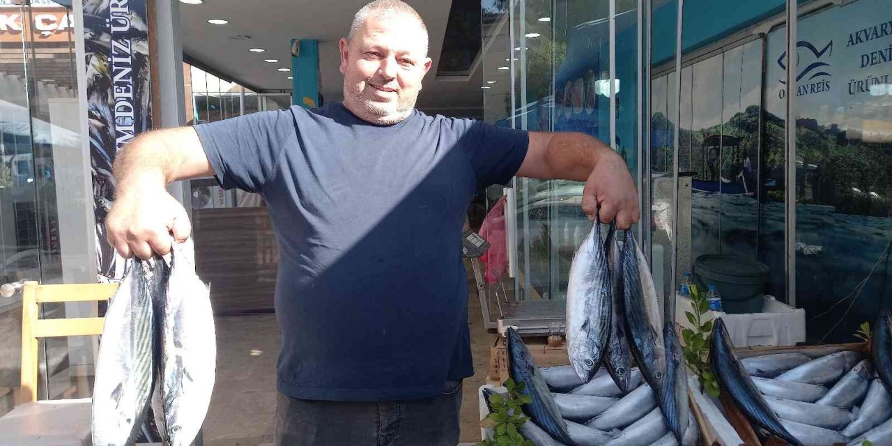 Karadeniz’deki palamut bolluğu Aydın’a yansıdı