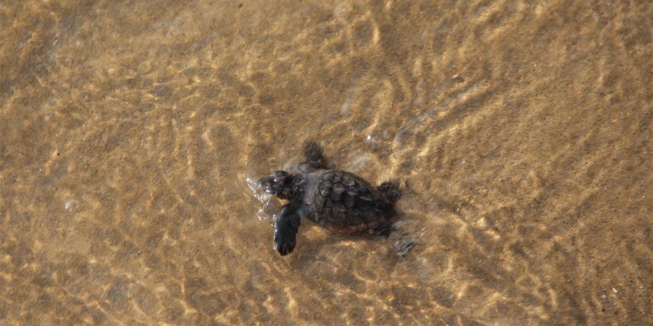 67 yavru deniz kaplumbağası, özgürlüğe kulaç attı