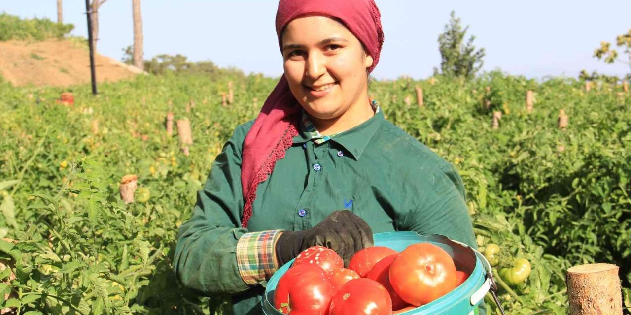 Seralardan değil, yaylalardan sofralara geliyor