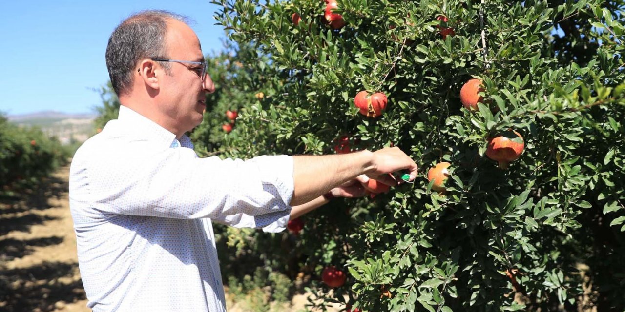 Pamukkale Belediyesi’nden nar ve ayva için coğrafi işaret atılımı