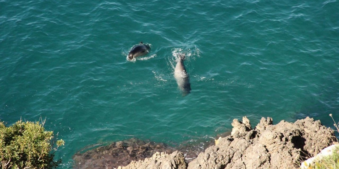 Dilek Boğazı’nda Akdeniz Foku ölü olarak bulundu
