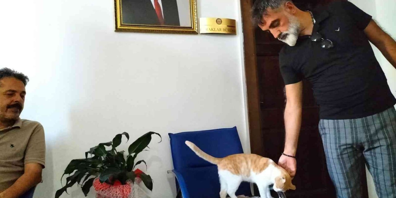 Kedi "Sarı" kaymakamlığın maskotu haline geldi