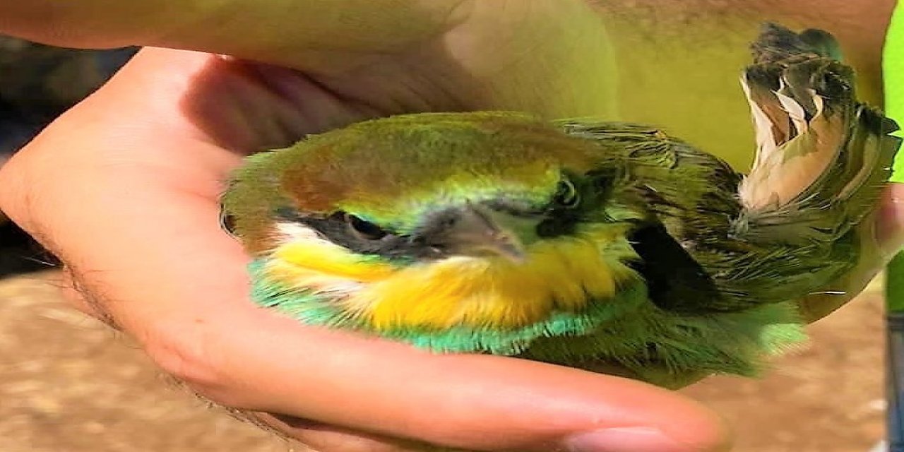 Bal üretimine arı kuşu engeli