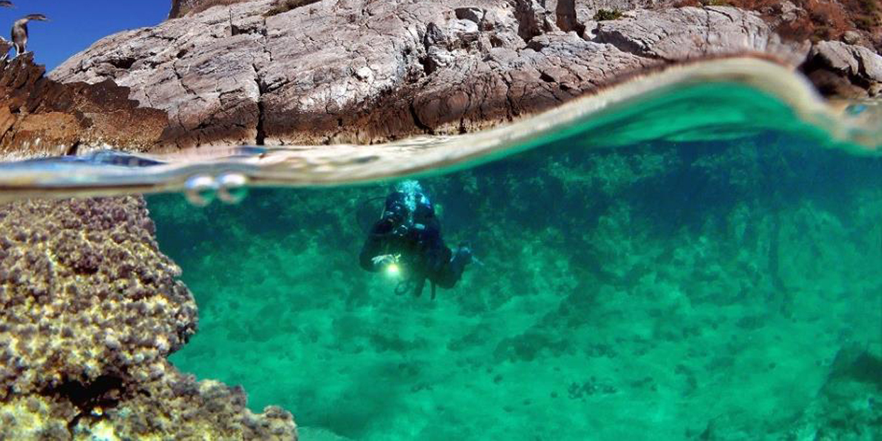 Kuşadası Belediyesi Deniz Canlıları Tanıtım Merkezi kuruyor