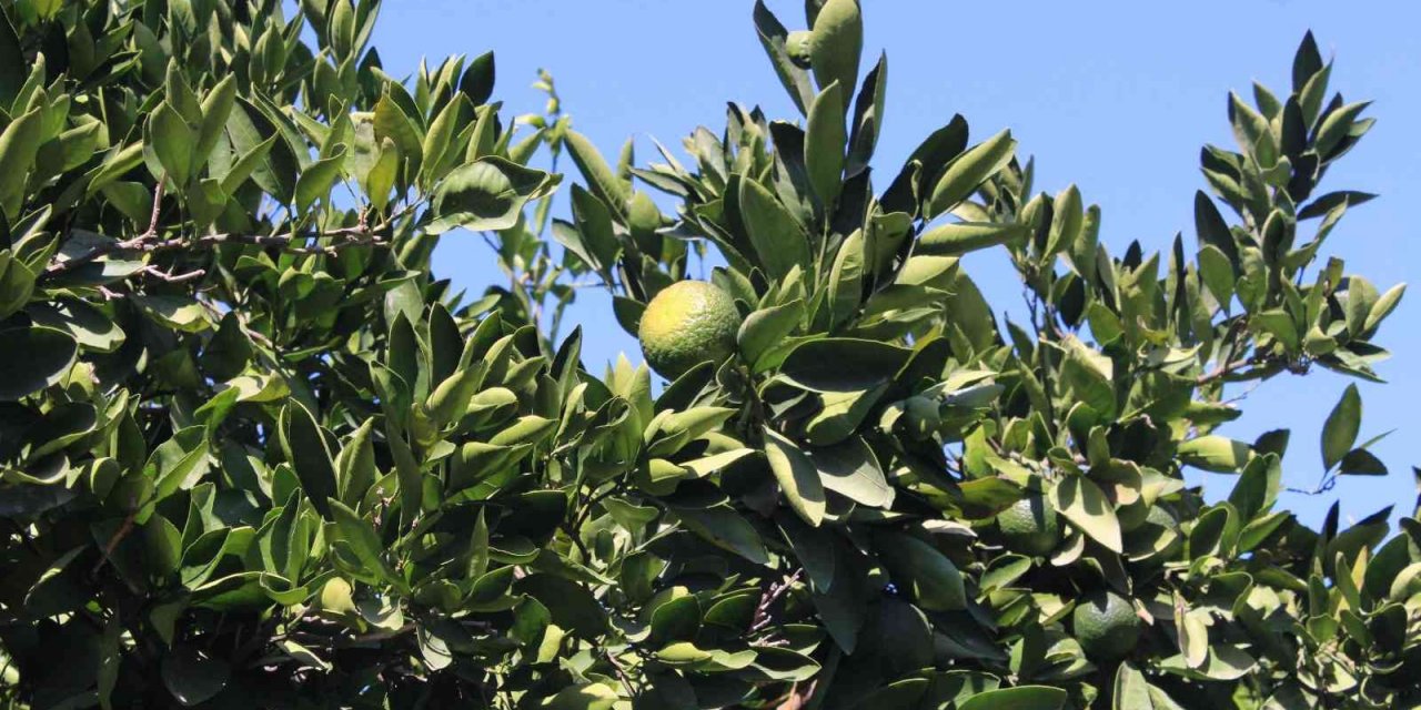 Satsuma mandalinada altın yıl