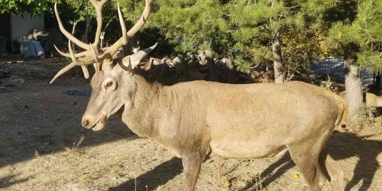 Geyikleri elle besleyen yandı: İdari para cezası var