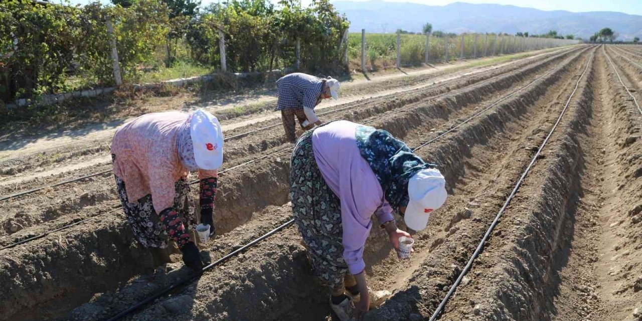 Efeler’in şevketi bostanları ikinci kez toprakla buluştu