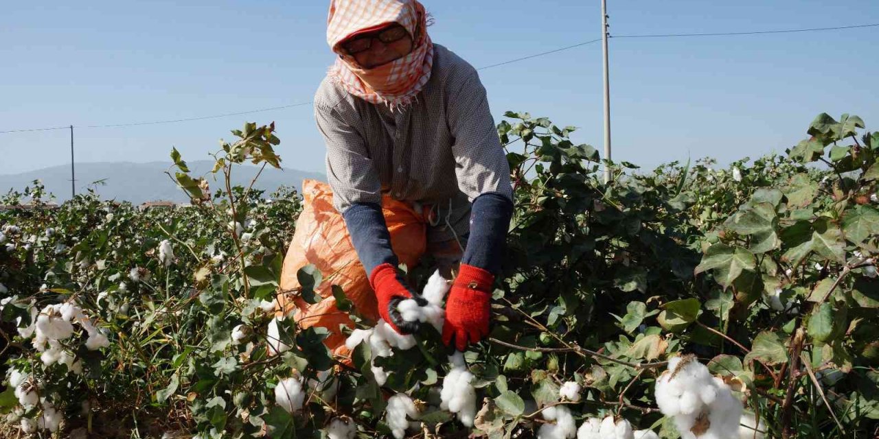 Elle toplanan pamuk bilimsel araştırmalara ışık tutuyor