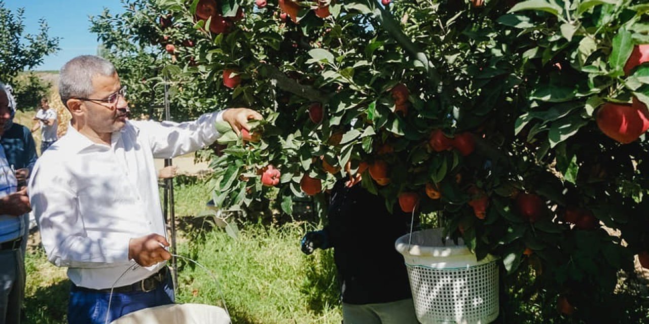 Çivril’de ilk elma hasadını Başkan Vural gerçekleştirdi