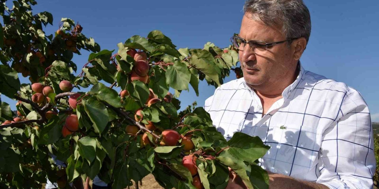 Yunusemre üreticisine desteğini sürdürüyor