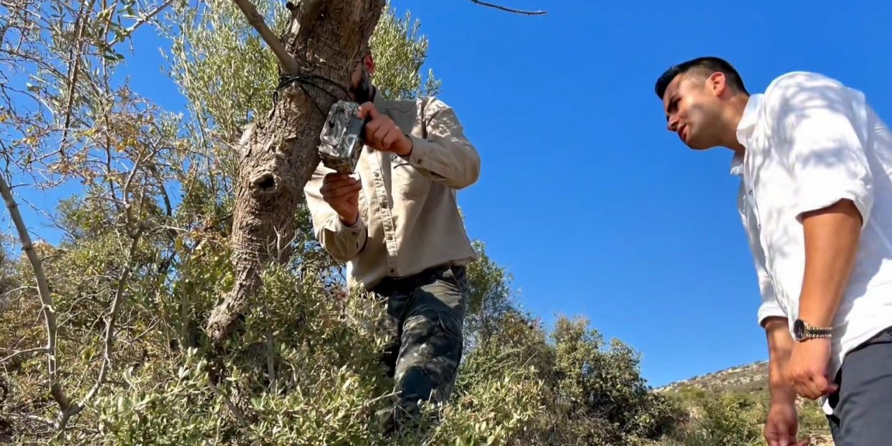 Nesli tehlike altında olan Saz Kedisi için çalışmalar devam ediyor