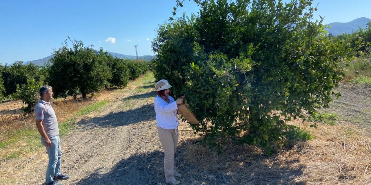 Muğla İl Tarım, ağaç ölümlerine neden olan bakteriye karşı önlem alıyor