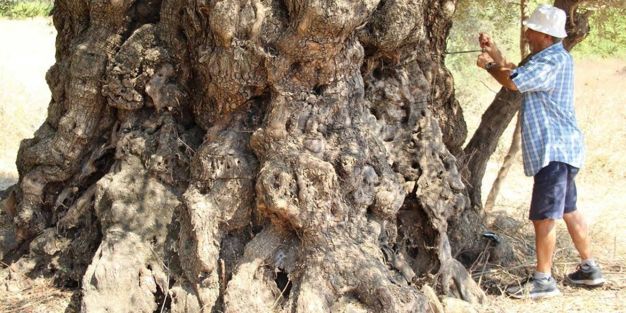 Aydın’da tarihe tanıklık eden ağaçlar konuşuldu