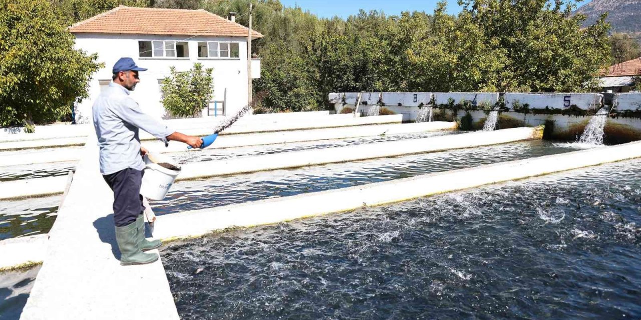 Denizli’de alabalık üretimi destekleniyor