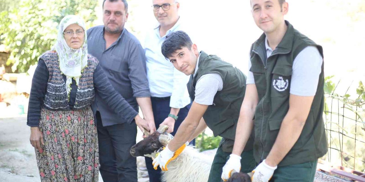 Aydın Büyükşehir Belediyesi Çine Çaparı ve Sakız Koçu dağıtımına devam ediyor