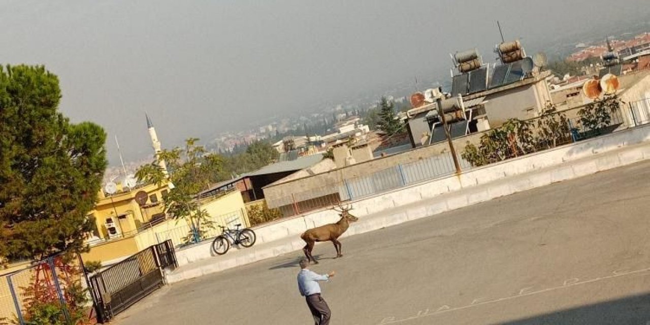 Okulda geyik şaşkınlığı