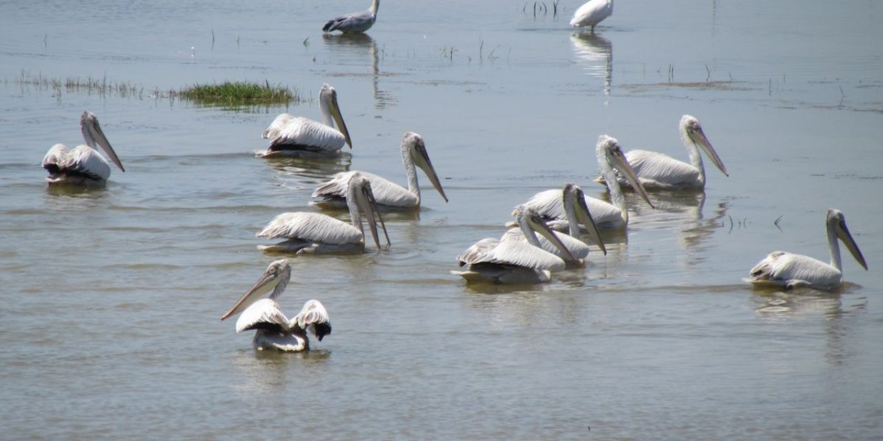 Azap Gölü’nde incelemeler yapıldı