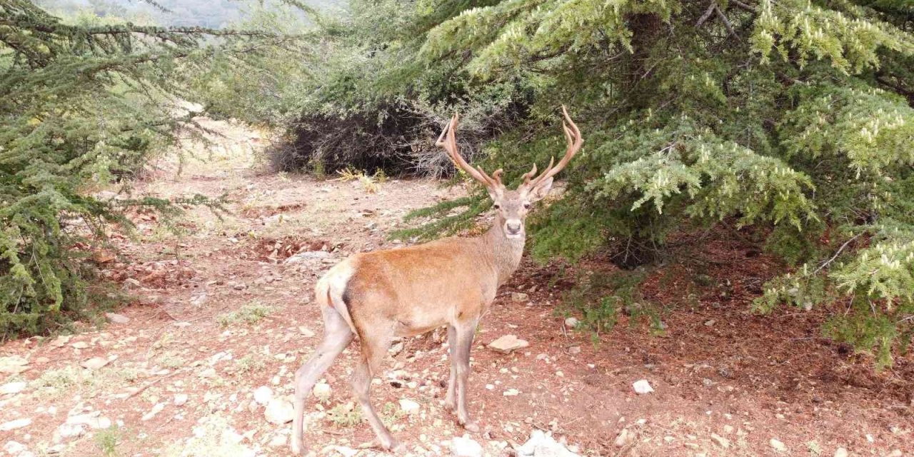 Ortadan kaybolan geyiğe ’Geri dön’ çağrısı