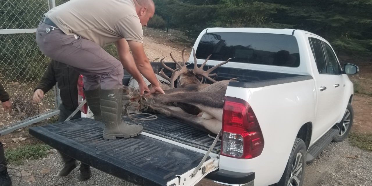 Bir haftadır kaçan geyik yeniden Spil Milli Parkı’nda