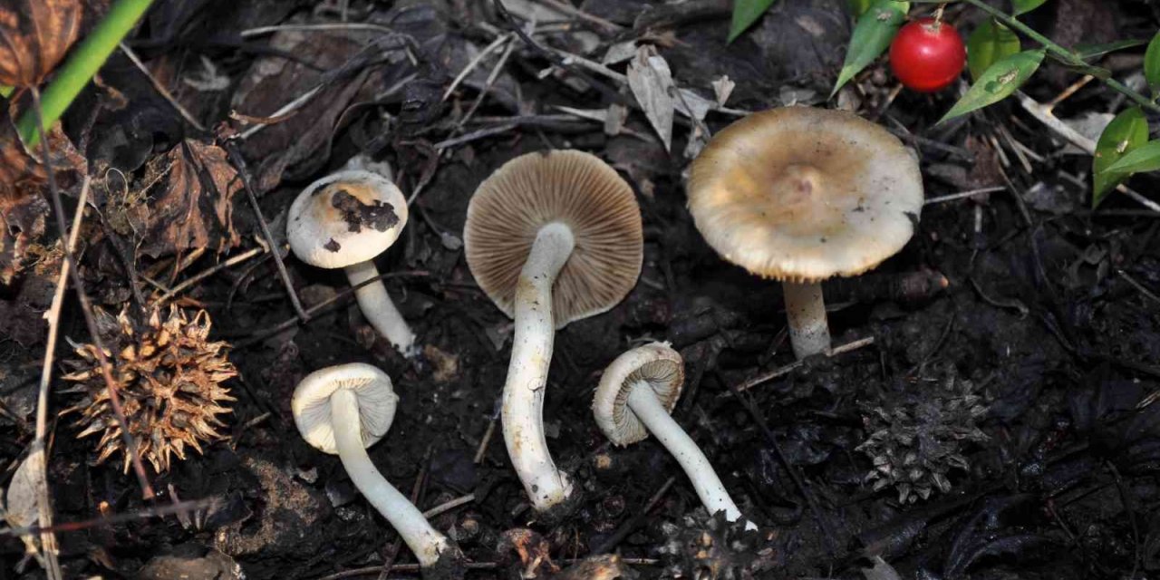 Dünyada sadece Türkiye’de yetişen sığla ormanlarında yeni bir mantar türü keşfedildi