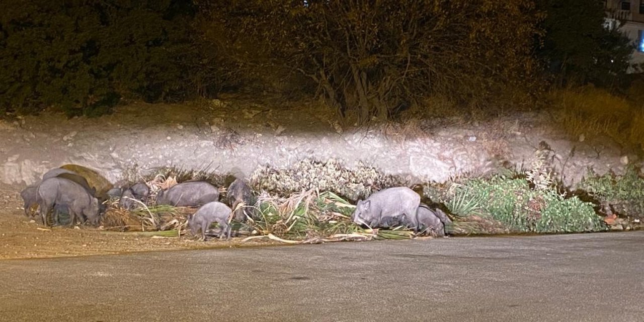 Domuz ailesi yemek bulamayınca Bodrum’a indi