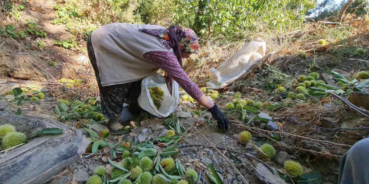 Tire’de kestane hasadı başladı