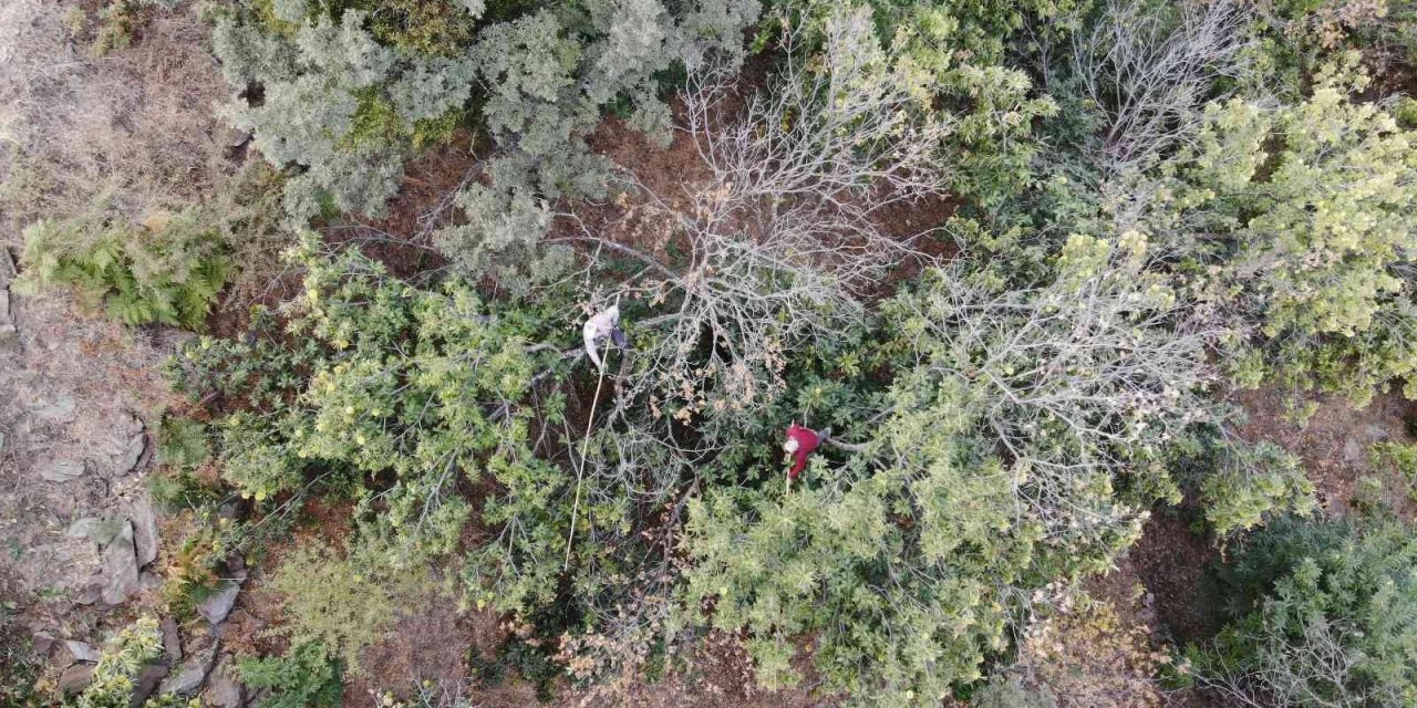 Aydın’ın dağlarında hareketlilik başladı, kestane üreticilerini hasat telaşı sardı