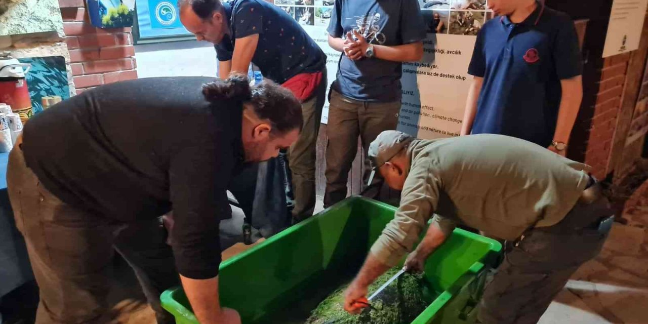 Vatandaşların dikkati ve işbirliği, 2 deniz kaplumbağasını kurtardı