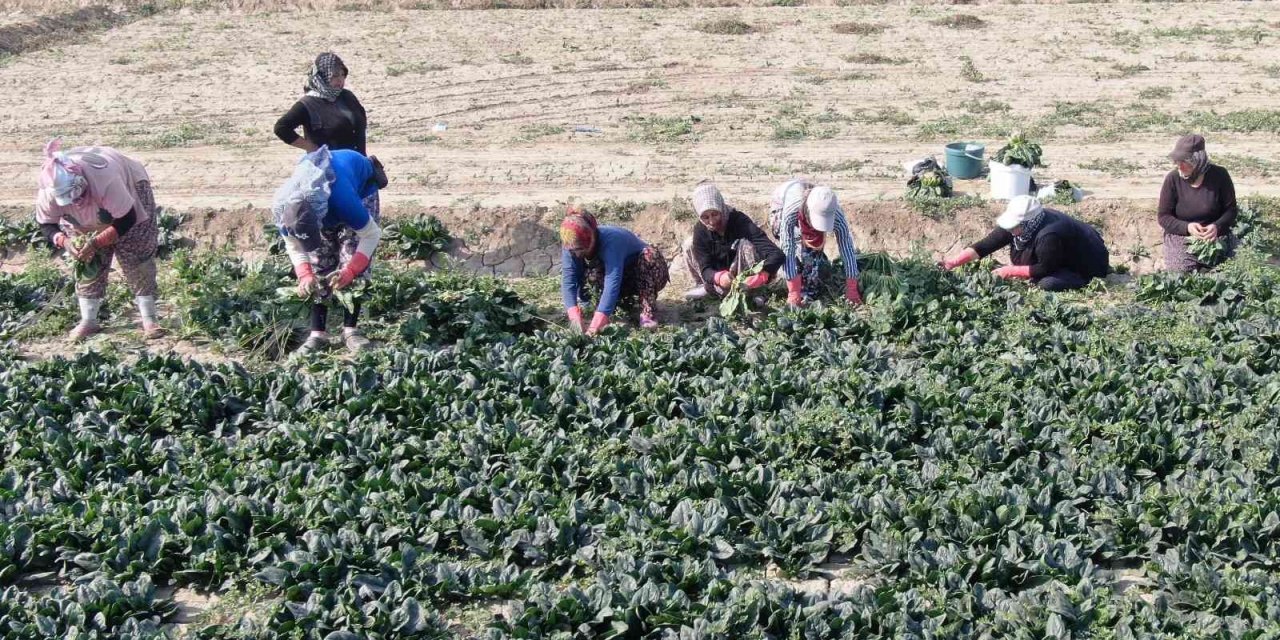 Yağmur yağmazsa ıspanakta fiyat yükselecek