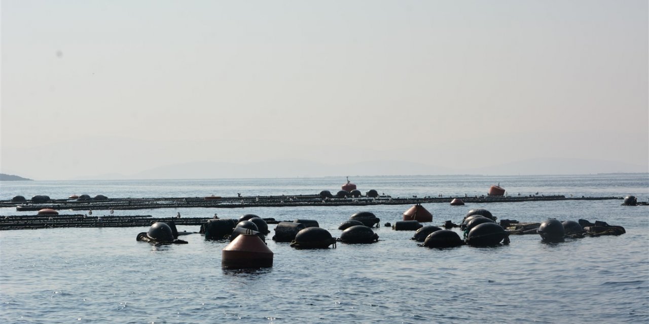 Güllük Körfezi’ndeki midye yetiştiriciliği işletmeleri ziyaret edildi