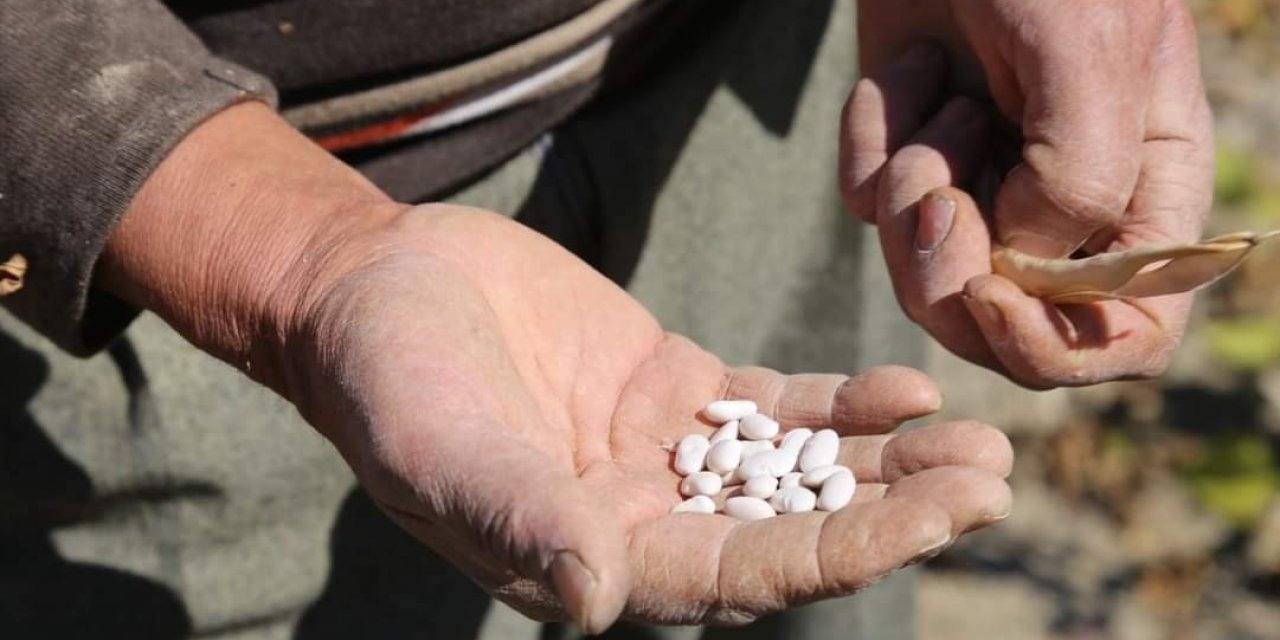 Çameli fasulyesinin tarladan sofraya yolculuğu başladı