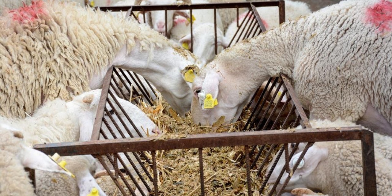 İzmir Büyükşehir Belediyesinden 34 üreticiye daha hayvan desteği