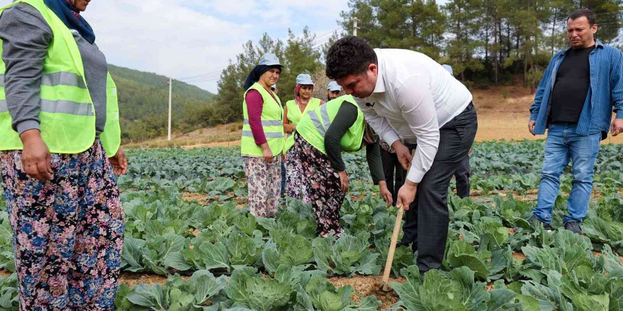 Bucalı çiftçiler kış sezonunun ilk hasadını yaptı