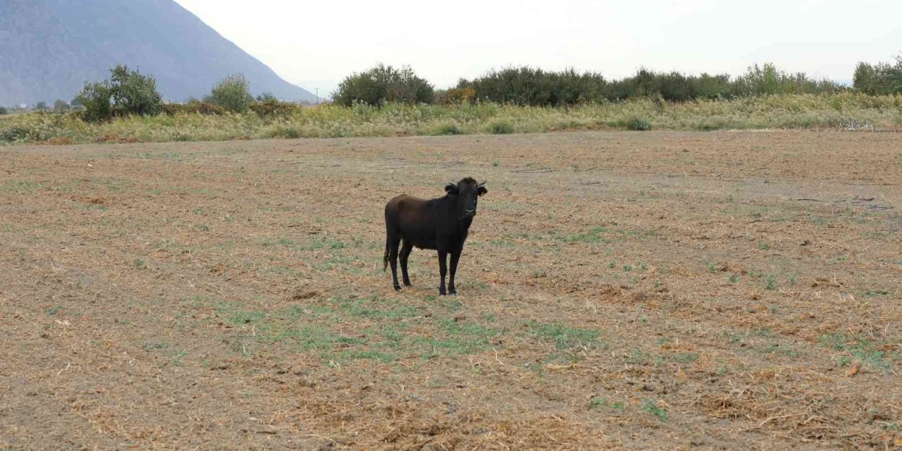 Manisa’da firari düve güçlükle yakalandı