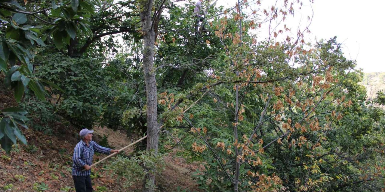 Kestanede ’dal kanseri’ üreticilerin korkulu rüyası oldu