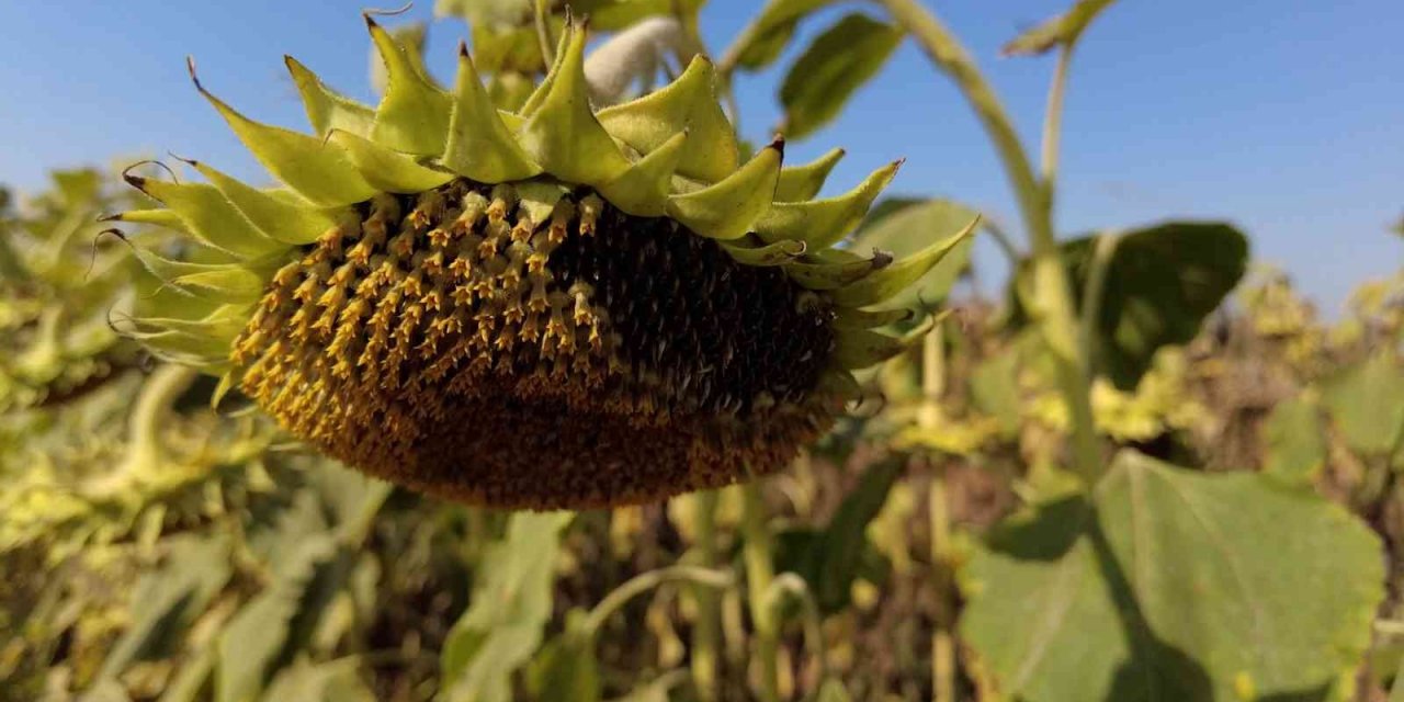 İzmir çiftçisi ayçiçek ekimine yöneldi