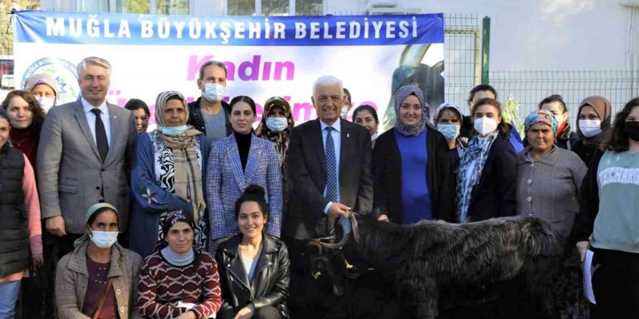 Muğla Büyükşehir Belediyesi Yatağan’da Kıl Keçisi dağıtıyor