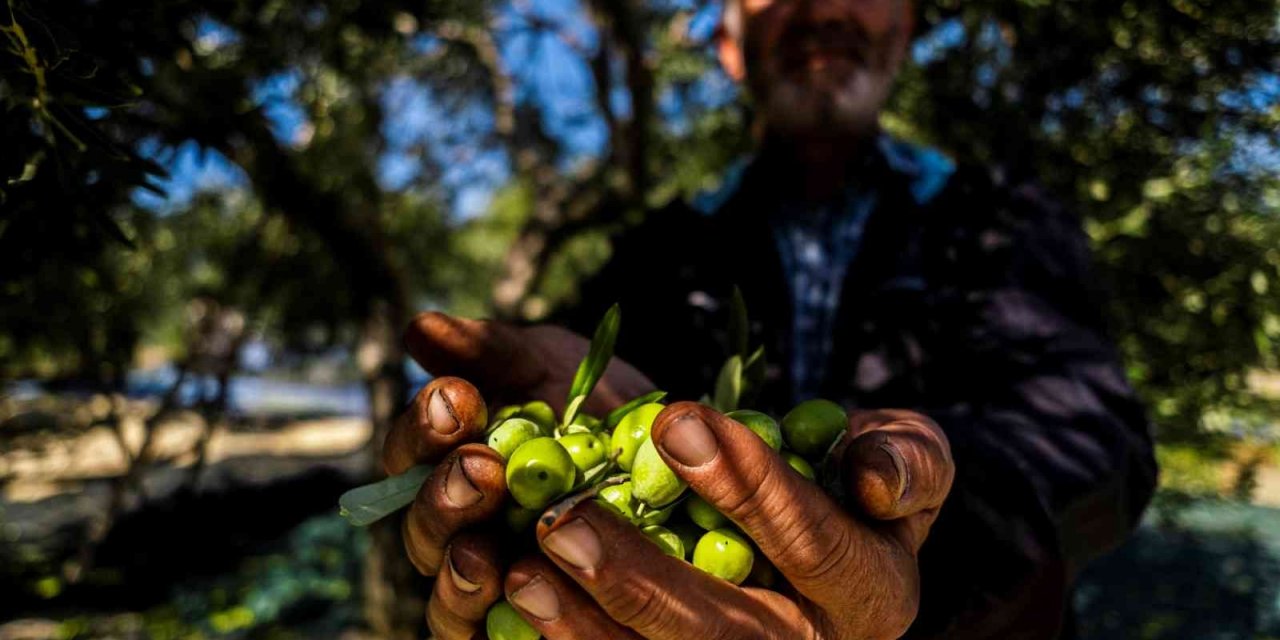 Avrupa’yı kuraklık vurdu, zeytinde Türkiye’ye fırsat doğdu