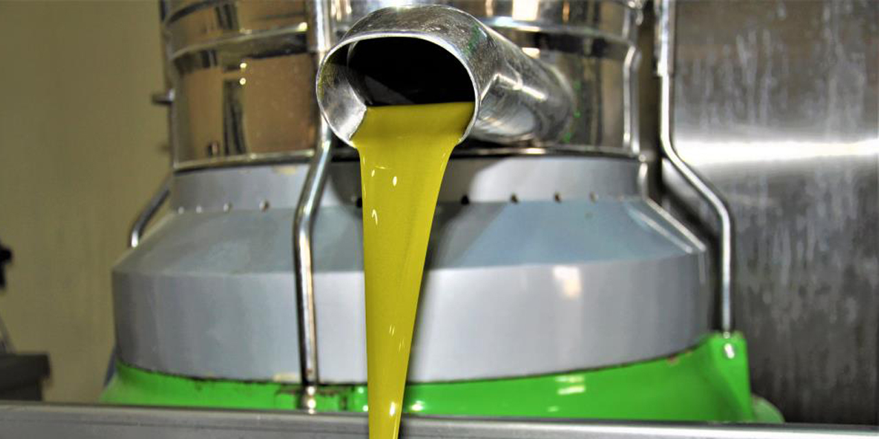 Aydın’da zeytinyağı sıkım sezonu başladı