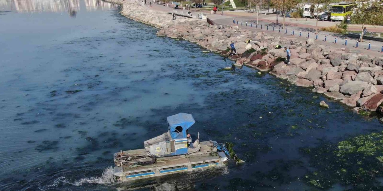 Deniz marulu yeniden İzmir Körfezi’nde