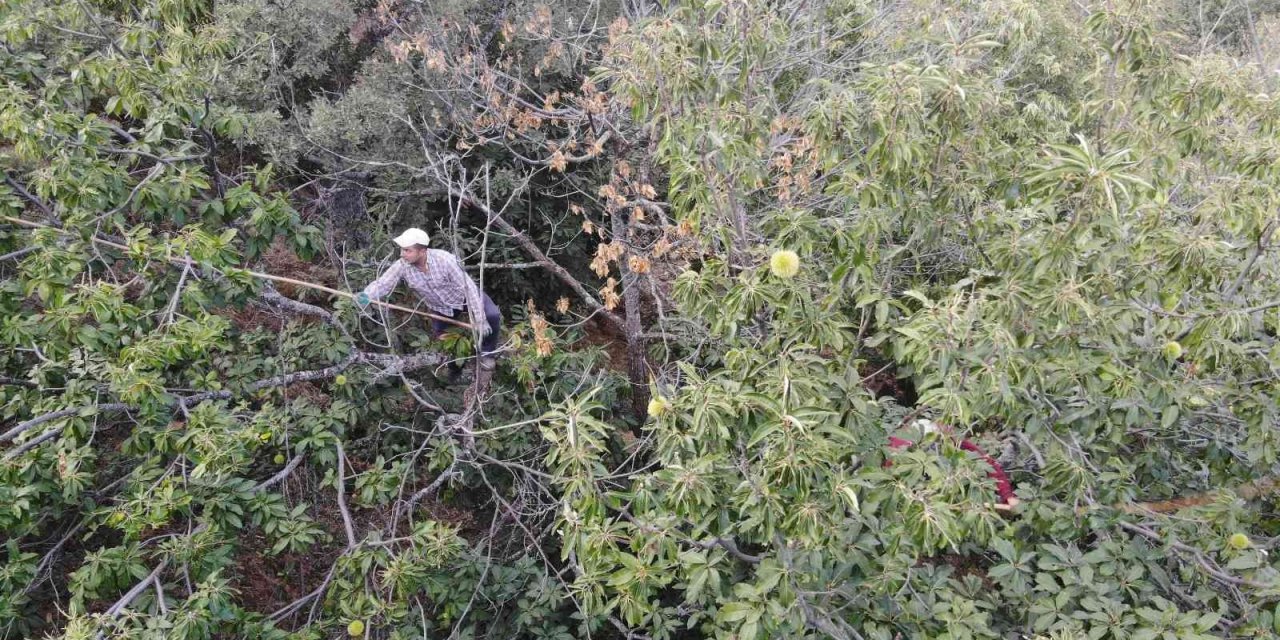 Ekmek parası için komando gibi ağaçlara tırmanıyor