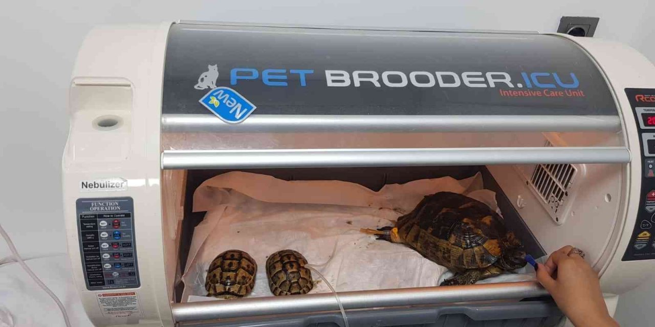 Yangında zarar gören kaplumbağalar tedavi altına alındı