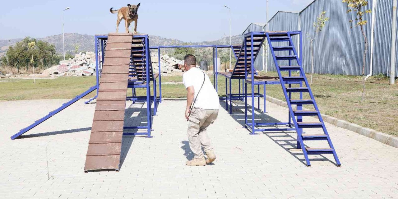 Aydın Büyükşehir Belediyesi’nin arama-kurtarma köpeği ’Zeyna’ mezun oldu