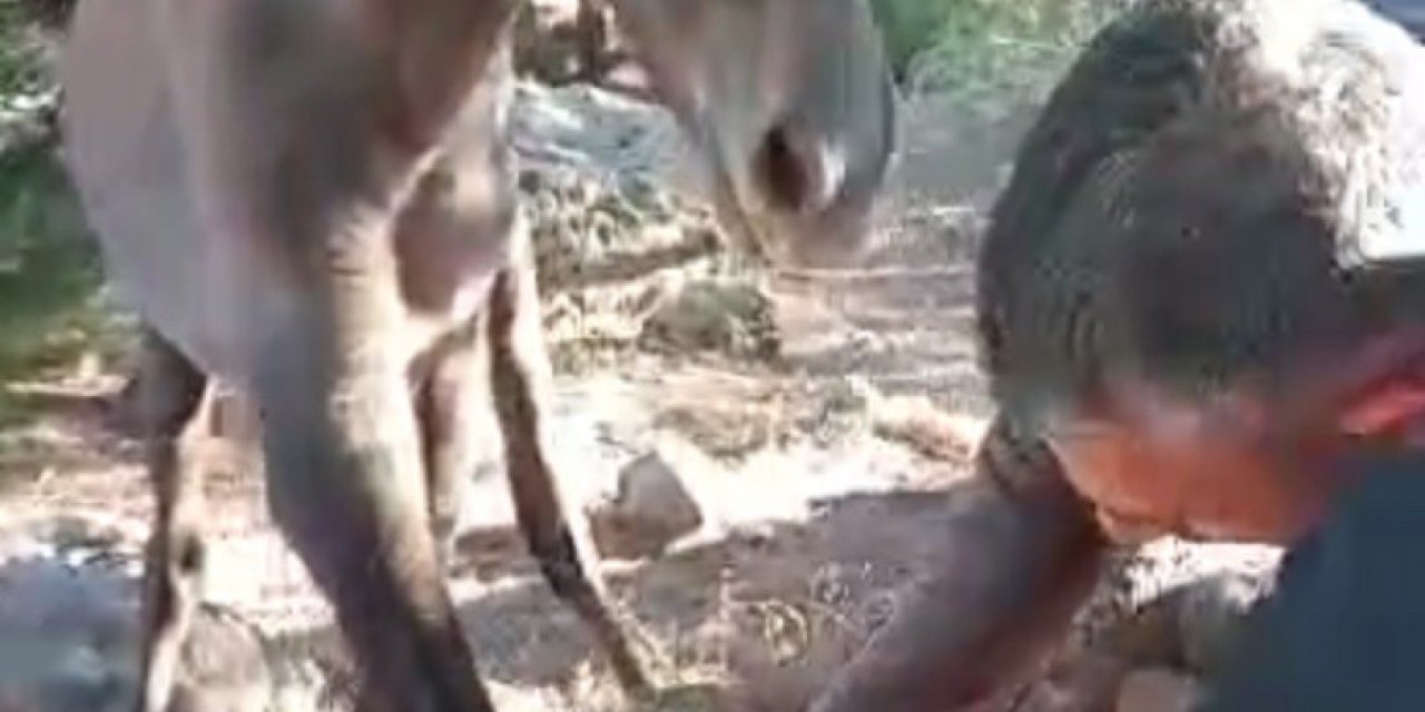 Taşların arasına ayağı sıkışan yabani atı, vatandaşlar kurtardı
