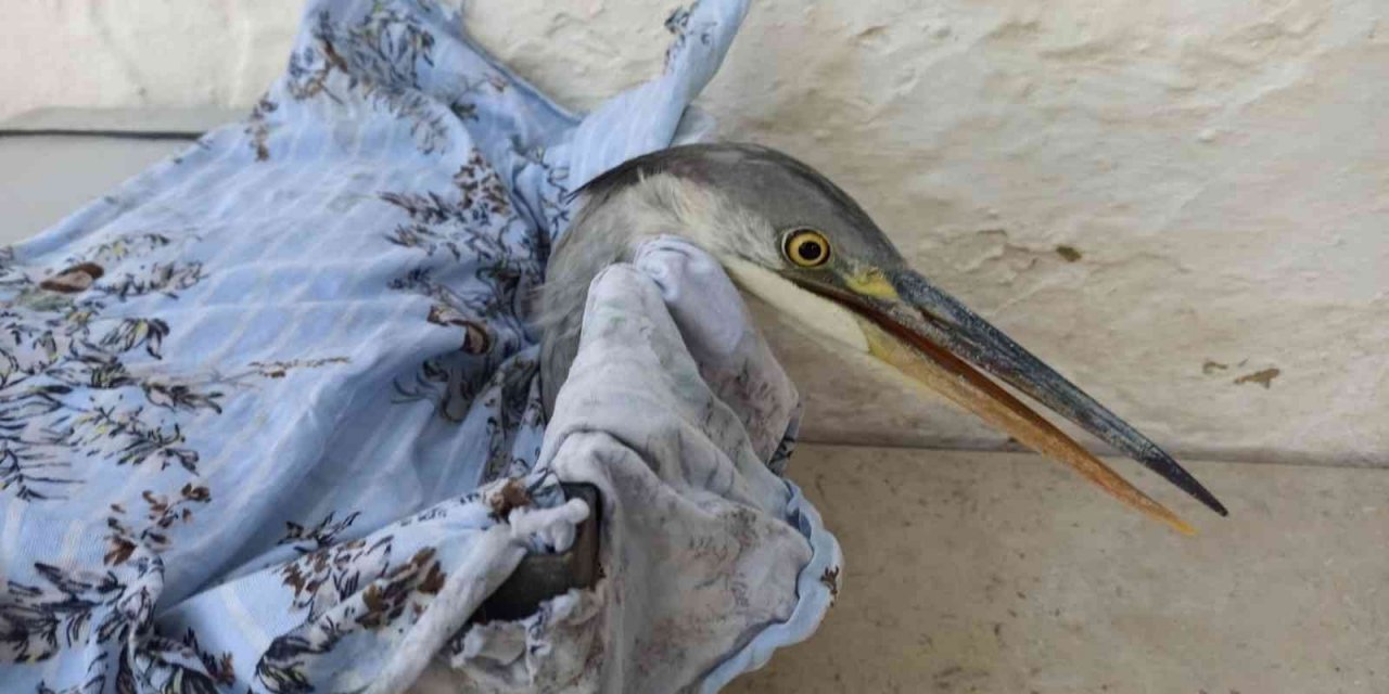 Avcıların vurduğu turnaya mahalleli sahip çıktı