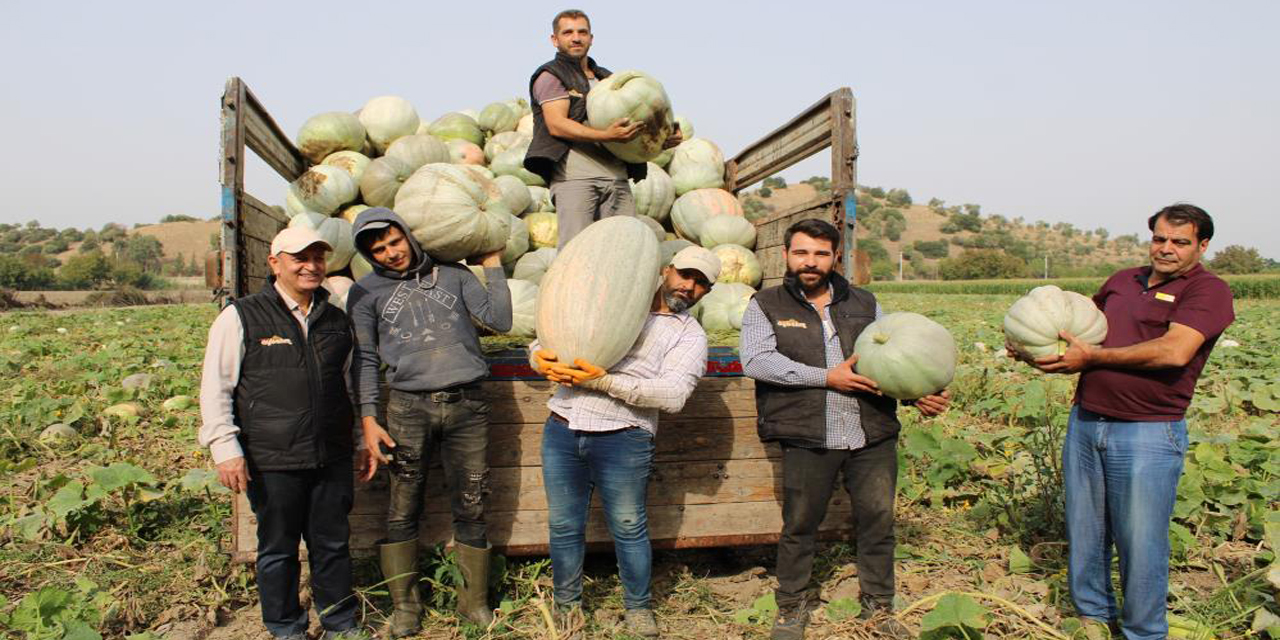 Damakları tatlandıran balkabağının tarladan sofraya yolculuğu başladı